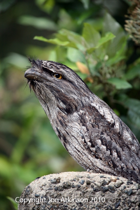 Tawny Frogmouth Tawny Frogmouth